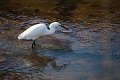 L'aigrette fouille au fond du port du Bétey 2